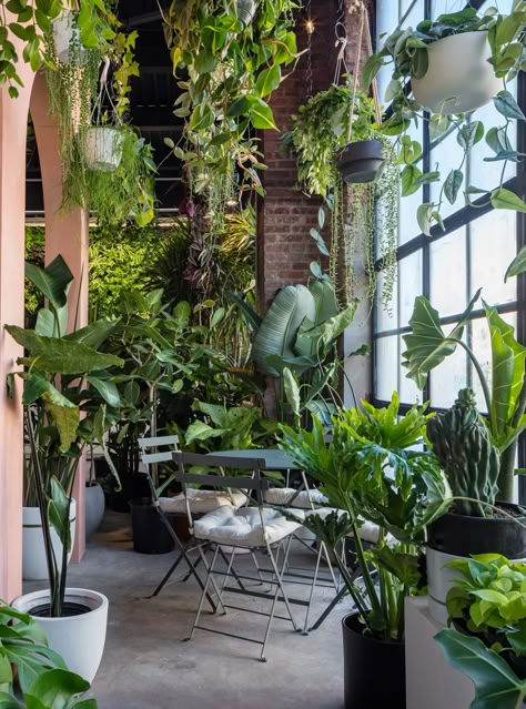 Balcon Mic, Weird Plants, Plant Room, Pothos Plant, Interior Plants, Indoor Jungle, Plant Aesthetic, House Plants Decor, Garden Rooms