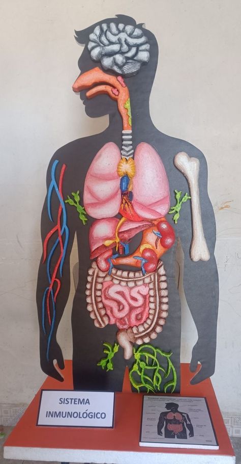 Digestive System Model, Plant Cell Project, Human Body Science Projects, Science Exhibition Projects, Math Formula Chart, Human Body Projects, Human Nervous System, Human Body Science, Cells Project