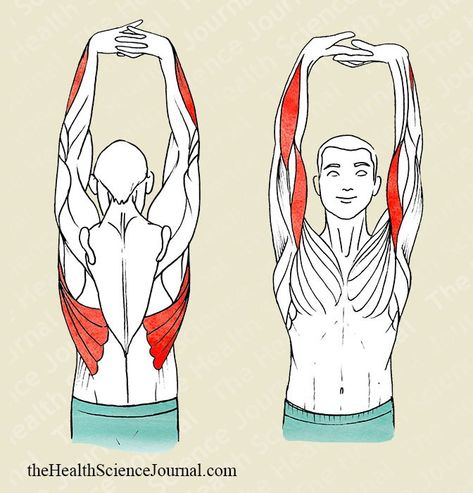 Biceps Brachii, Full Body Stretch, Latissimus Dorsi, Raw Foods, Body Stretches, Science Journal, Major Muscles, Types Of Yoga, Stretching Exercises