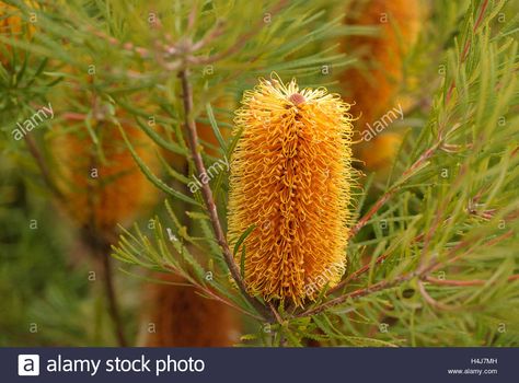 Download this stock image: close up of a yellow bottle brush flower on a tree - h4j7mh from Alamy's library of millions of high resolution stock photos, illustrations and vectors. Bottle Brush Plant, Bottle Brush Flower, Brush Flower, Flowers Paintings, Watercolor Flowers Paintings, Bottle Brush, Flower Gardening, Wedding Florals, Front Garden