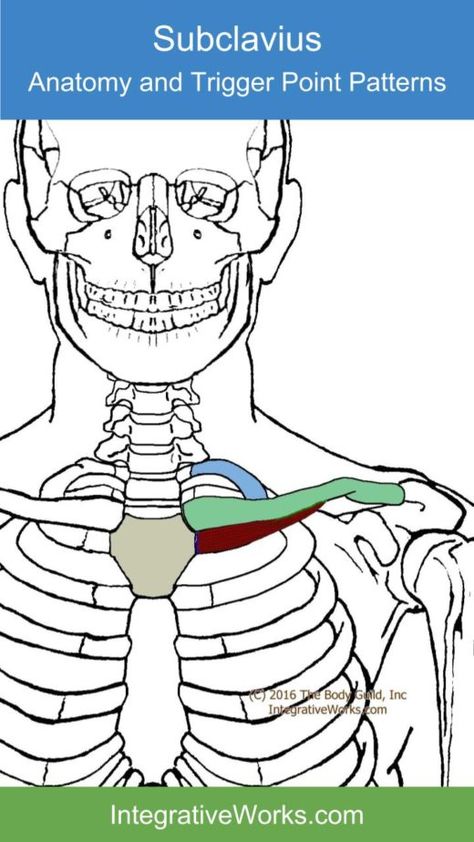 Pain along the collar bone and arm | Integrative Works Swollen Hands, Neuromuscular Therapy, Axial Skeleton, Subclavian Artery, Human Muscle Anatomy, First Rib, Vegan Probiotics, Shoulder Pain Relief, Trigger Point Therapy