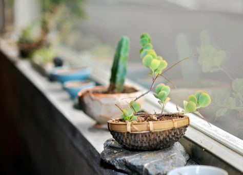 window sill decorating with plants European Bathroom Design, Interior Window Sill, Universal Design Bathroom, Narrow Bathroom Designs, Narrow Window, Japanese Bathroom Design, Country Bathroom Designs, Bathroom Design Plans, Bathroom Wall Tile Design