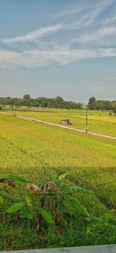 Pap foto pemandangan sawah, pemandangan pedesaan, suasana desa, foto keindahan alam, lahan pertanian, panen padi, beras, terasering Lahan Pertanian, Morning Wish, Beautiful Fantasy Art, Fantasy Art, Paradise, Quick Saves, Art