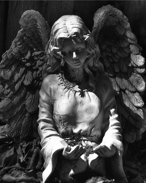 Monochrome Angel, Letters To God, Gothic Statue, Cemetery Angels, Visuell Identitet, Cemetery Statues, Classic Sculpture, Angel Statue, Rennaissance Art