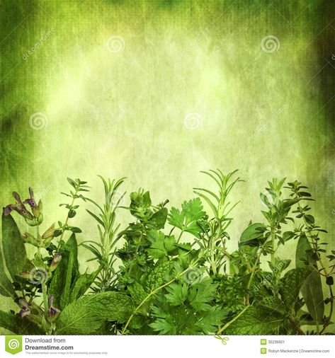 Photo about Herbal background, with grunge effects. Lots of copy space. Includes sage, mint, spearmint, rosemary, coriander, parsley, oregano and thyme. Image of coriander, parchment, horizontal - 35236601 Spices Wallpaper, Herbal Background, Herbs Wallpaper, Wallpaper Cartoon, Music Tattoo Designs, Lottery Ticket, Fb Cover Photos, Winning Numbers, Botanical Wallpaper