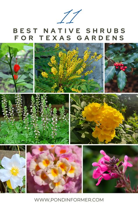 Zone 9 Flower Gardening Texas, North Texas Native Landscaping, North Texas Front Yard Landscaping Ideas, West Texas Landscape Yards, Texas Hill Country Landscaping Native Plants, Landscaping In Texas, Dallas Native Landscaping, North Texas Landscaping, Best Plants For Texas Weather