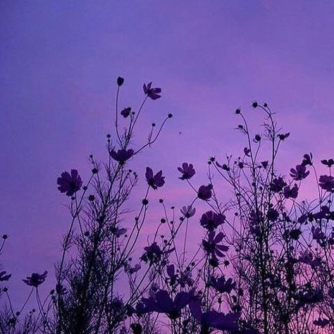 Flower Aesthetic Wallpaper, Butterfly Music, Music Cover Photos, Profile Wallpaper, Wallpaper Purple, Purple Vibe, Purple Plants, Purple Sunset, Purple Themes