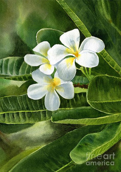 Flores Plumeria, White Plumeria Flowers, White Plumeria, Hawaii Flowers, Floral Sketch, Tropical Art Print, Watercolor Flowers Tutorial, Hawaiian Art, Plumeria Flowers