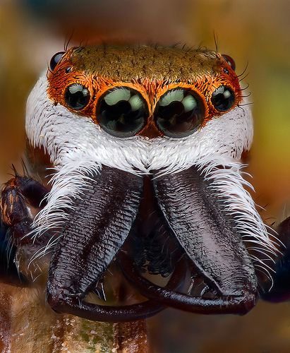 jumping spider -- Hentzia palmarum how flipping adorable! Cute Jumping Spider, Colorful Jumping Spider, Spider Eyes, Types Of Jumping Spiders, Peacock Spider, Pet Jumping Spider, Spider Face, Jumping Spider Close Up, Spider Species