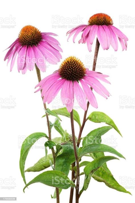 Rose Flower Tattoos, Purple Coneflower, Back Tats, Cone Flowers, Interior Artwork, Flower Daisy, Painted Rocks Diy, Download Image, Antique Bottles