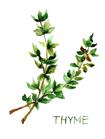 Sprig O' Thyme! Thyme Watercolor, Thyme Drawing, Lovely Tattoo, Herbs Illustration, Watercolor Herbs, Herb Art, Blog Graphics, Free Art Prints, Food Illustration