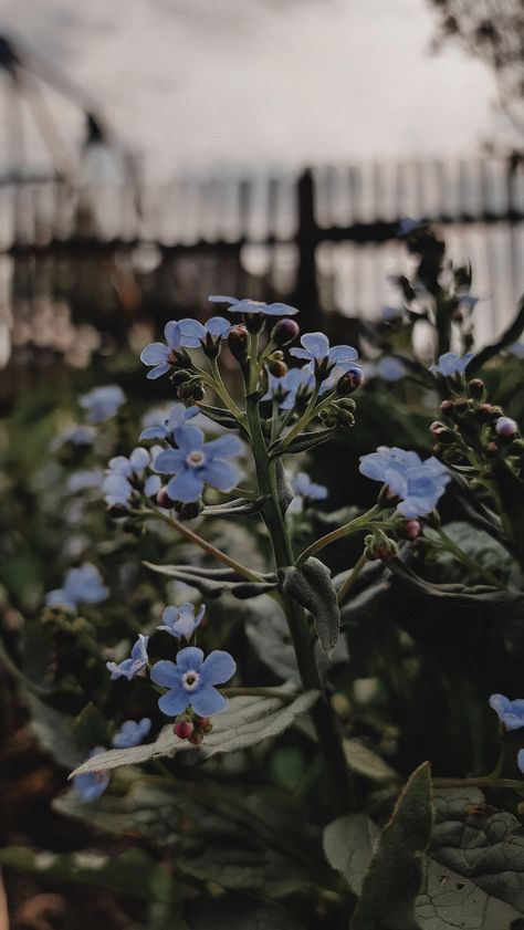 Rustic Blue Aesthetic, Grey Aesthetic Flowers, Blue Cottagecore Aesthetic, Blue And Grey Aesthetic, Dusty Blue Aesthetic, Blue Flowers Aesthetic, Dusty Blue Flowers, Blue Cottagecore, Blue Core