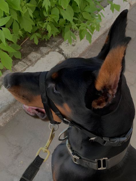 Doberman On Leash, Doberman Photography, Doberman Collar, Doberman Pinscher Dog, Doberman Puppy, Doberman Dogs, Dream Dog, Very Cute Dogs, Baby Animals Pictures