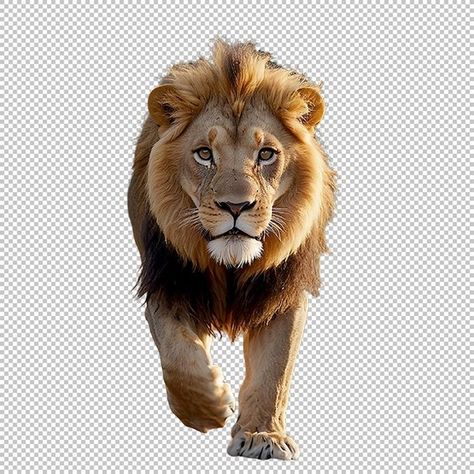 Walking Lion, Lion Walking, Lions Photos, Free Png Downloads, Max On, April 6, March 30, Png Download, Free Png