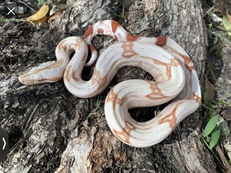 Albino red-tailed Suriname boa constrictor. Photographer unknown. Red Tail Boa, Boa Constrictor, Snakes, Reptiles, Cute Animals, Photographer, Animals, Red