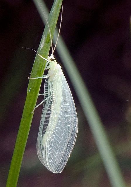 neuroptera, lacewings, holometabolous Green Lacewing, Cool Insects, Bug Collection, Big Appetite, Cool Bugs, A Bug's Life, Beautiful Bugs, Creepy Crawlies, Arthropods