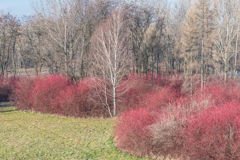 Red Osier Dogwood Landscape, Red Twig Dogwood Landscape, Redtwig Dogwood Shrubs, Red Twig Dogwood Companion Plants, Redtwig Dogwood, Red Twig Dogwood Shrub, Red Stem Dogwood, Dogwood Bush, Foundation Shrubs