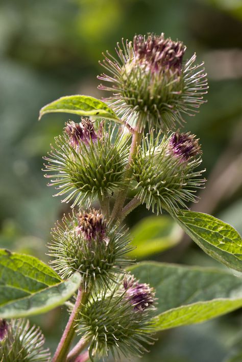 Lesser Burdock (Arctium minus) Beginner Herbs, Uk Plants, Green Wall Plants, Coastal Green, Eco Art, Plants Uk, Culinary Herbs, Higher Design, Oblivion