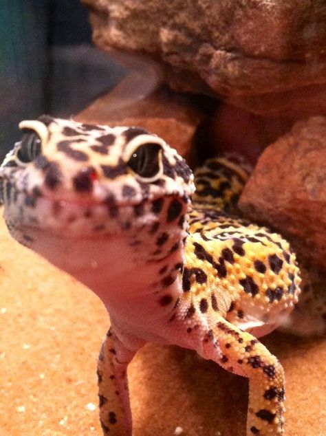 Cute Leopard Gecko, Leopard Gecko Cute, Cute Gecko, Cute Lizard, Cute Reptiles, Cute Leopard, Crested Gecko, Leopard Gecko, Reptiles And Amphibians