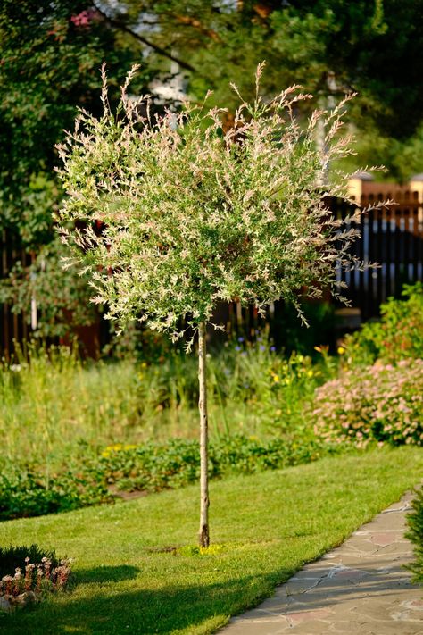 6 Reasons To Plant A Dappled Willow & How To Care For It Dappled Willow Tree Landscape, Tri Colored Dappled Willow, Flamingo Willow Tree, Dapple Willow Tree, Willow Tree In Garden, Dappled Willow Tree, Willow Trees Garden, Willow Garden, Tree Borders