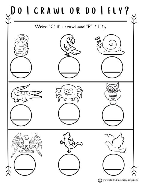 Your little learner will definitely have fun learning about animals using these easy preschool-kindergarten science "all about animal" printable worksheets. Where Do I Belong, Animal Kindergarten, Preschool Animals, Fun Worksheets For Kids, Activity Worksheet, Toddler Homeschool, Animal Worksheets, Kindergarden Activities, Kindergarten Printables