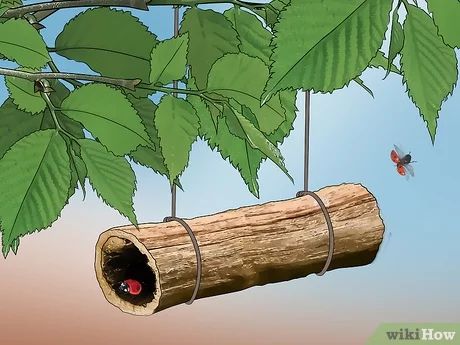 3 Ways to Attract Ladybugs - wikiHow Ladybug Habitat Diy, Ladybug House Diy, Preschool Folder, Build A Frog, How To Attract Bats, Attract Bats, Ladybug House, Companion Gardening, Frog Pond