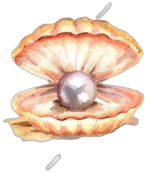 Oyster With Pearl Painting, Open Clam Shell Drawing, Pearl In Clam Drawing, How To Draw A Clam, Pearl In Shell Drawing, Shell With Pearl Drawing, Sea Shell Watercolor Paintings, Shell Painting Easy, Clam Shell Drawing