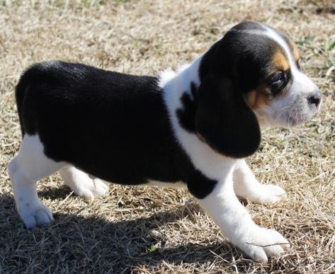 Black and White Beagle – Gracious Beagle Puppies Black And White Beagle, White Beagle, Beagle Rescue, Beagle Puppies, Cute Beagles, Beagle Puppy, Beagle Dog, Puppy Adoption, Family Dogs