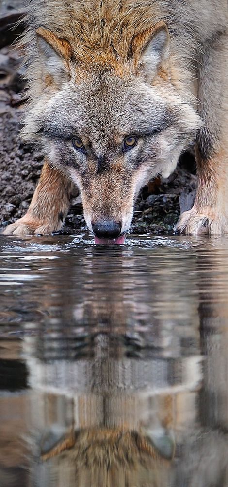 Kraft schöpfen by Michael Wolta Wolf Drinking Water, Tree Tattoo Ideas, Wolf Fanart, Wolf Therian, Wolf Hat, Norse Gods, Wolf Photos, Wild Wolf, Wolf Pictures