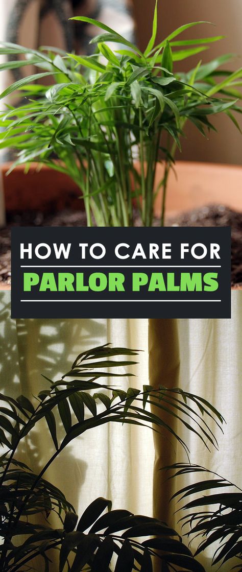 The Parlor Palm (Chamaedora elegans), sometimes referred to as the Neanthe Bella Palm, is an easy houseplant to grow and is very well suited to indoor life. Parlor Palm Care, Neanthe Bella Palm, Epic Gardening, Growing Food Indoors, Indoor Vegetables, Parlor Palm, Inside Plants, Palm Plant, Hydroponic Gardening