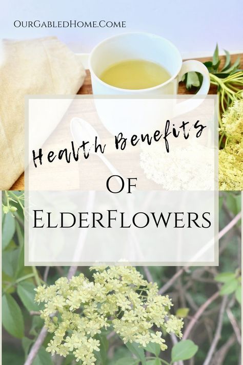 Learn why to use delicious elderflowers in recipes and how to reap the health benefits such as immune boosting and alleviating upper respiratory infections Elderflower Benefits, Elder Plant, Our Gabled Home, Natural Medicine Recipes, Elderflower Tea, Elderberry Plant, Elderberry Bush, Homemade Lotions, Natural Medicine Cabinet