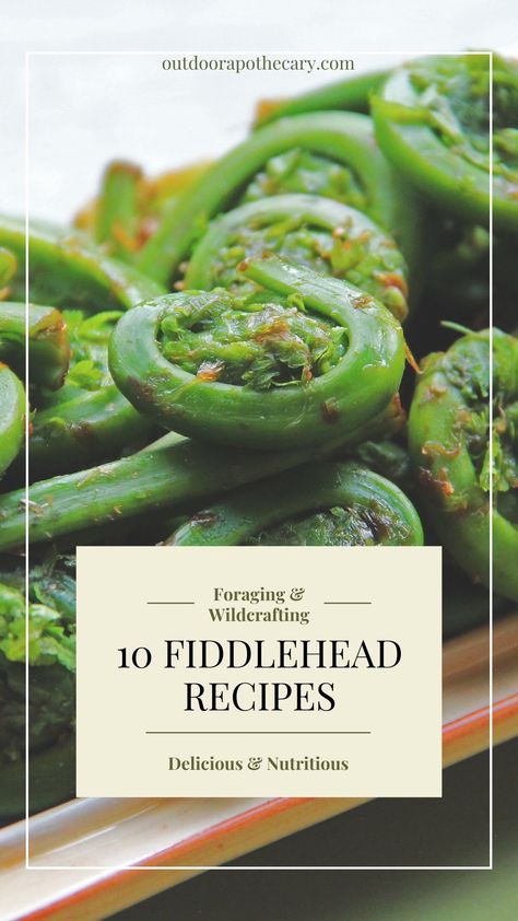 There are many amazing and unique ways to use fiddleheads. Here are 10 fiddlehead recipes for when you have an abundance of this awesome wild plant! Fiddle Heads Recipe, Fiddleheads Recipe, Pickled Fiddleheads, How To Cook Fiddleheads, Fiddlehead Fern Recipes, Outdoor Apothecary, Fiddlehead Recipes, Vege Dishes, Fiddlehead Fern