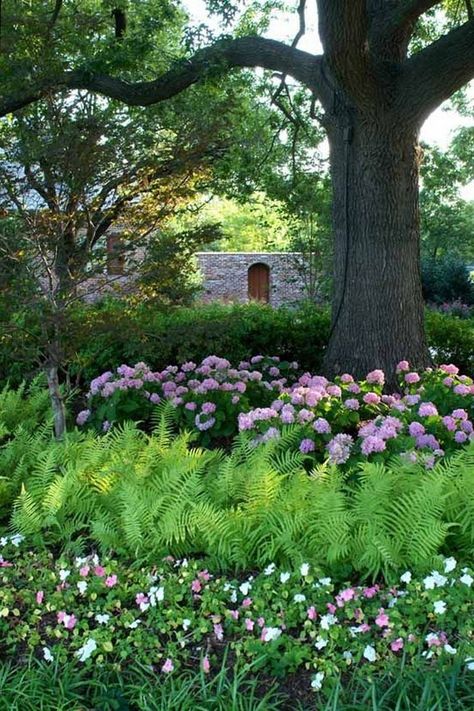 Garden Ideas Under Trees, Backyard Woods, Garden Combinations, Acreage Landscaping, Wooded Backyard, Shade Garden Design, Shade Gardens, Gardening Inspiration, Hydrangea Garden