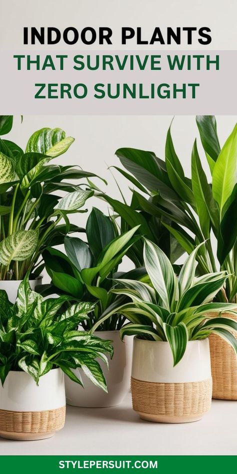 The 13 best low light house plants and plants for dark rooms that thrive as indoor plants for dark rooms or low light plants indoor. Perfect household plants and best indoor plants for decorating dark rooms with style. Dark Room Plants, Plants For Dark Rooms, House Plant Tips, Indoor Plants For Low Light, Plants For Low Light, Healthy Work Environment, Plants Low Light, Plant Jungle, Low Light House Plants