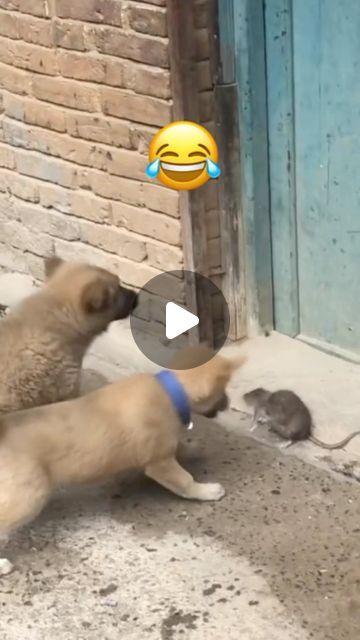 Best Funny Animal Videos, Dog Humor Hilarious, Funny Dog Videos Hilarious Laughing, Funny Dog Videos Make Me Laugh, Animal Funny Videos, Funny Dog Videos Try Not To Laugh, Funny Videos Of Animals, Funny Dog Videos Hilarious, Really Funny Dog Videos