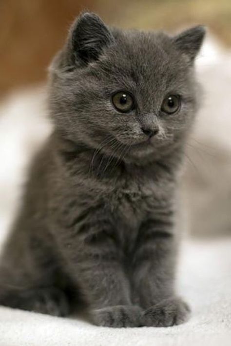 What a cute little kitty Super Cute Kittens, Cutest Animals On Earth, Söt Katt, Image Chat, Cute Cats And Kittens, Cute Kittens, Cute Cats And Dogs, Silly Cats