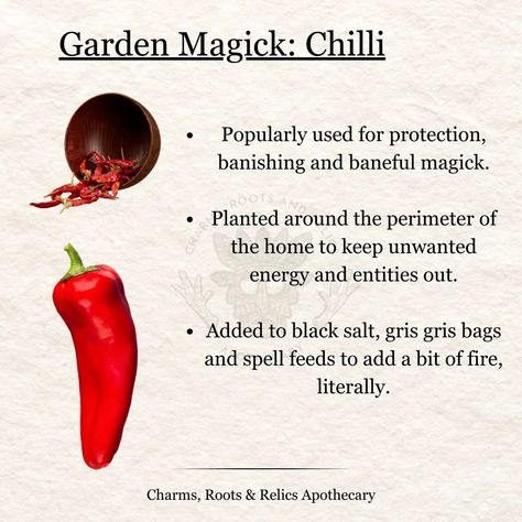 Garden Magick Tip : Plant chilis along the borders of your home and around key energy centers to keep negative energies out 🌶️ The chilis in the picture are today's harvest from that one tree on the 2nd slide, that's why it's so bare lol... But the red usually adds a nice pop of color to the plant 🌶️ The tree in this picture is one that I can display for demonstration and educational purposes 🧿 As a budding practitioner, one of the first things I learnt is how powerful chilies are as a prot... Pepper Magical Properties, Paprika Magical Properties, Magical Properties Of Fruits, Black Pepper In Witchcraft, Chili Pepper Magical Properties, Herbal Education, Feminine Spirituality, Occult Science, Spell Work