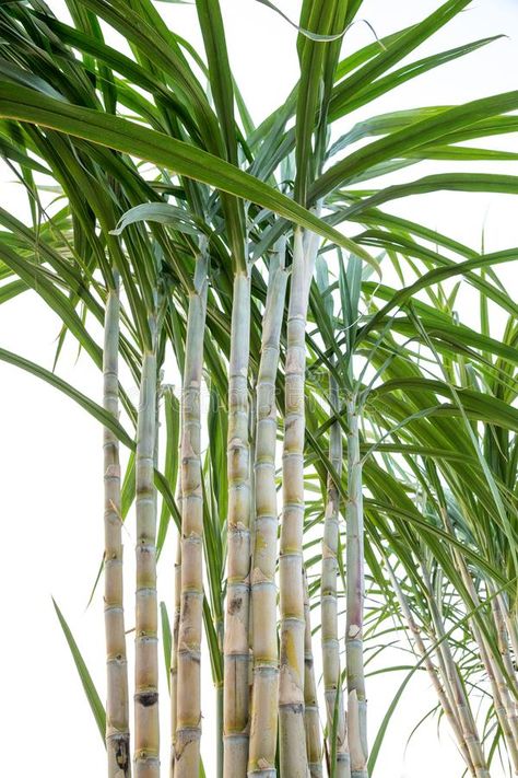 Sugar cane in the garden. On a white background , #Sponsored, #cane, #Sugar, #garden, #background, #white #ad Float Bar, Sugar Cane Plant, Cane Plant, Alcohol Pictures, Agave Attenuata, Garden Background, Sugarcane Juice, Wall Sticker Design, Color Leaves