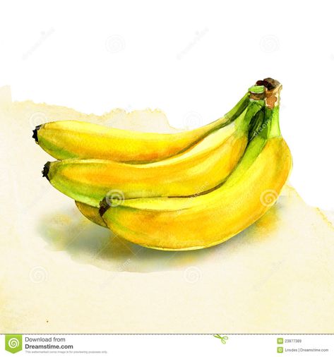 Illustration about Group of banana. watercolor painting on white background. Illustration of isolated, brushstroke, drawing - 23877389 Banana Sketch, Banana Watercolor, Painting Banana, Banana Painting, Fruit Art Drawings, Watercolor Food Illustration, Vegetable Painting, Oil Pastel Drawings Easy, Butterfly Art Painting