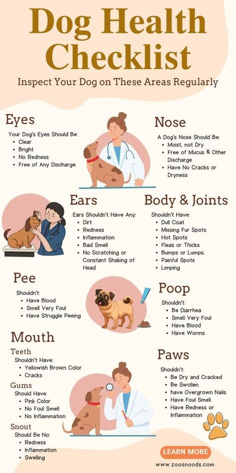 Health Checklist, Meds For Dogs, Dog Remedies, Painting Concrete Porch, Dog Health Tips, Dog Health Care, Dog Facts, Concrete Porch, Dog Care Tips