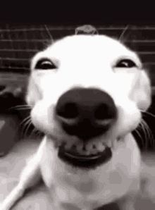 Animated Gif, A Dog, A Black, Gif, Black And White, White, Black