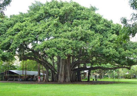 The Banyan Tree is a producer in the Tropical Rain Forest. Its leaves are large, green, & glossy. It's a part of the fig family. Trees Pictures, Square 1 Art, Arts Month, Tree Pictures, Save Trees, Art Lessons For Kids, Tree Images, Banyan Tree, Tree Houses