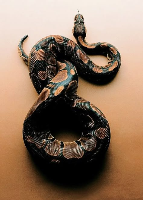 Snake Photos, Cool Snakes, Cute Reptiles, Cute Snake, Reptile Snakes, Snake Art, Beautiful Snakes, Pet Snake, Ball Python