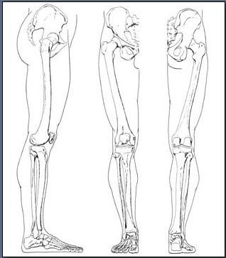 Bone Study, Drawing Notes, Human Skeleton Anatomy, Leg Anatomy, 3d Templates, Anatomy Bones, Plant Styling, Skeleton Anatomy, Drawing Legs