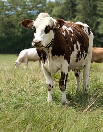 I have always wanted a cow with a collar :) White Cows, Spotted Cow, Sweet Cow, Bull Cow, Cow Pictures, Farm Cow, Brown Cow, Cow Calf, Barnyard Animals