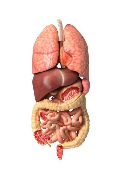 Body Organs Diagram, Human Anatomy Picture, Human Body Diagram, Anatomy Organs, Human Digestive System, Sistem Pencernaan, Human Body Organs, Body Diagram, Male Anatomy