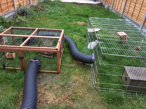 Current arrangement of the runs attached to their two storey hutch by runaround tunnels. Rabbit Tunnel, Hutch, Park Slide, Rabbits, Quick Saves