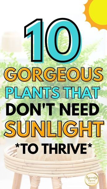 Plants With No Sunlight, Plants Hacks, Low Light Houseplants, Plant Doctor, Transplanting Plants, Home With Plants, Fall Garden Vegetables, Hanging Plants Indoor, Inside Plants