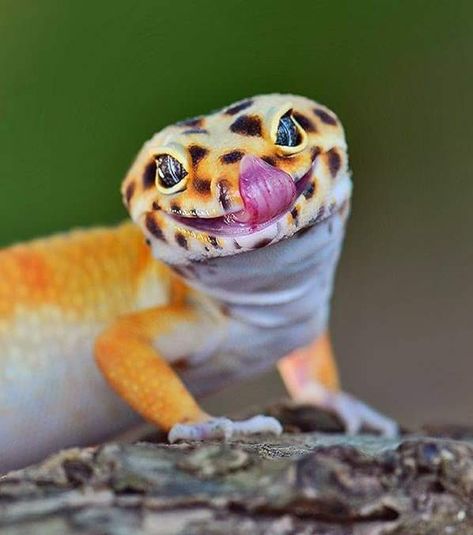 Leopard Gecko Cute, Cute Gecko, Cute Lizard, Cute Reptiles, Animals Funny, Funny And Cute, Leopard Gecko, Baby Animals Funny, Reptiles And Amphibians