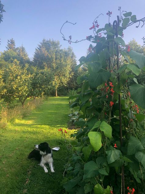 Vegetable garden english countryside cottage dog border collie summer Aesthetic Border Collie, English Vegetable Garden, Cottage Dog, English Countryside Cottage, Dog Border Collie, Small Holding, Cottagecore Garden, Summer Moodboard, Countryside Cottage